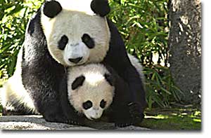 The giant panda