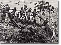 West African slaves being marched to the coast for transport