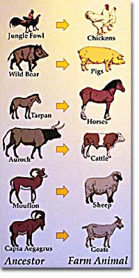Ancestors of Farm Animals