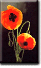 Poppies of Flanders Field