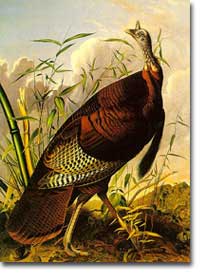 <i>Wild Turkey</i>