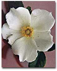 Cherokee Rose