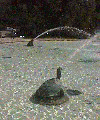 Swann Fountain turtle