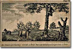 Print of an etching illustrating Lewis treed by a bear