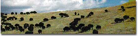 Buffalo