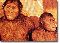 Australopithecus afarensis