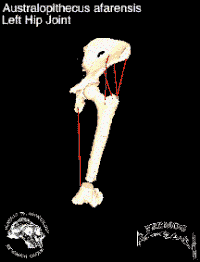 Left hip joint of Australopithecus afarensis