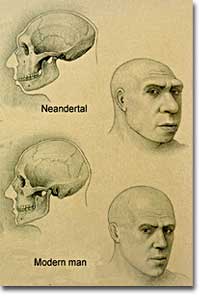 Neanderthal morphology