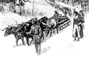 Ox hauling artillery